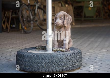 Ritratto di un lungo cucciolo di Weimaraner con capelli seduti su un pneumatico auto. Il cane piccolo ha pelliccia grigia e occhi azzurri. Foto Stock