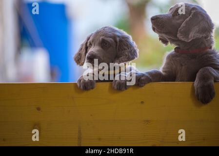 I cuccioli di Weimaraner dai capelli lunghi si alzano fianco a fianco con le zampe su due gambe e si affacciano su una barriera di legno giallo. I cani piccoli hanno pelliccia grigia, Foto Stock