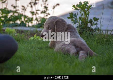 Ritratto di un lungo cucciolo di Weimaraner pelo adagiato nel prato verde. Il cane piccolo ha pelliccia grigia e occhi azzurri. Genealogia a capelli lunghi Weimarane Foto Stock