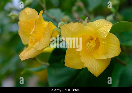 Costa Rica Drake Bay Corcovado National Park - Yellow flower Drake Bay Escursionismo Trail Foto Stock