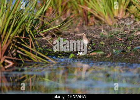 Latham's Snipe alla ricerca di cibo sul bordo di un lago nel Queensland, Australia. ( Gallinago hardwickii ) Foto Stock