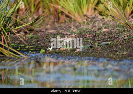 Latham's Snipe alla ricerca di cibo sul bordo di un lago nel Queensland, Australia. ( Gallinago hardwickii ) Foto Stock