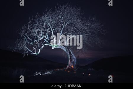 Una posizione molto apprezzata, molto conosciuta, proprio lungo la strada di Glen Devon, ma per la prima volta in diversi anni di visita a questo vecchio albero di cenere, è stata una plea Foto Stock