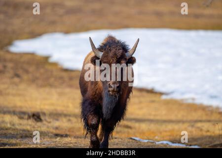 Selettivo di un bisonte di legno (Bison bison athabascae) nel Parco Nazionale di Yellowstone Foto Stock