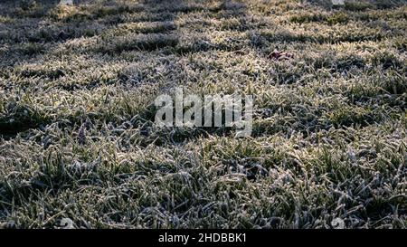 Immagine di sfondo dell'erba gelata al sole in una fredda mattinata invernale Foto Stock