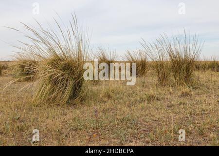 L'erba cresce sul lago. Grandi ummock di erba sulle rive di un lago salato nella steppa del Kazakistan Foto Stock