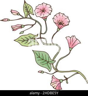 Ramo bindweed. Fiore gloria mattina. Pianta di Convolvulus Illustrazione Vettoriale
