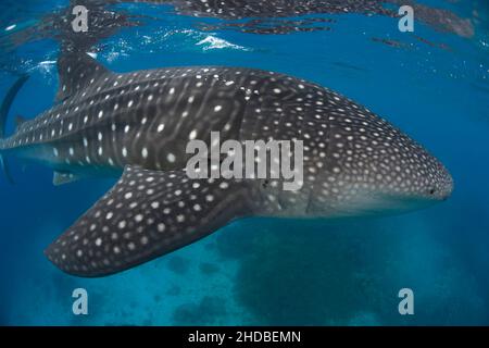 Squalo balena, pesce più grande, Asia, Filippine Foto Stock