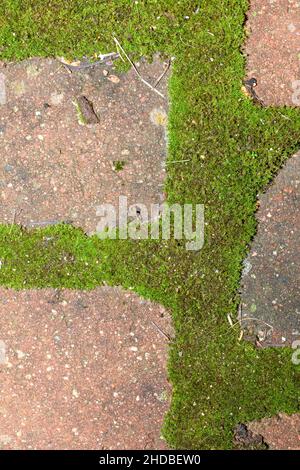 Muschio che cresce nelle giunture tra le pietre di pavimentazione Foto Stock