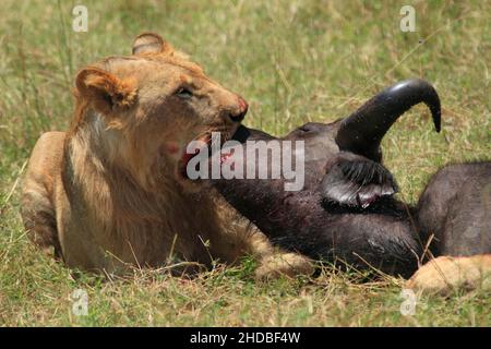 Lion Kill un Buffalo , bacio dei morti, Kenya Foto Stock