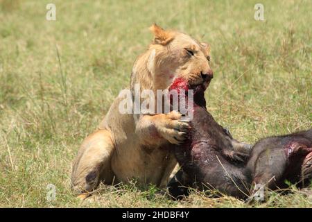 Lion Kill un Buffalo , bacio dei morti, Kenya Foto Stock