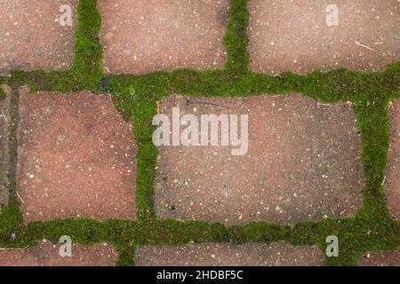 Muschio che cresce nelle giunture tra le pietre di pavimentazione Foto Stock