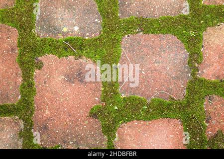 Muschio che cresce nelle giunture tra le pietre di pavimentazione Foto Stock