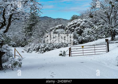 Guardia del bestiame nella neve. Oregon, Ashland, Cascade Siskiyou National Monument, Inverno Foto Stock