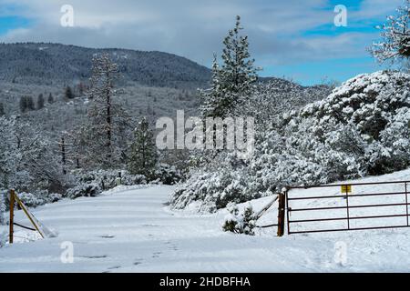 Guardia del bestiame nella neve. Oregon, Ashland, Cascade Siskiyou National Monument, Inverno Foto Stock