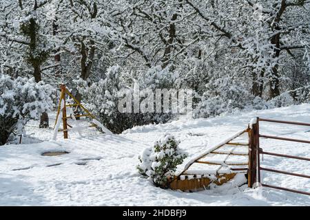 Guardia del bestiame nella neve. Oregon, Ashland, Cascade Siskiyou National Monument, Inverno Foto Stock