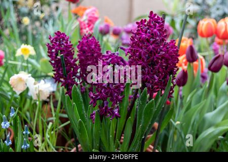 Viola giacinto Woodstock fiorisce in un giardino nel mese di aprile. Hyacinthus orientalis Foto Stock