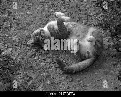 Scatto in scala di grigi di un gatto carino che rotola a terra Foto Stock