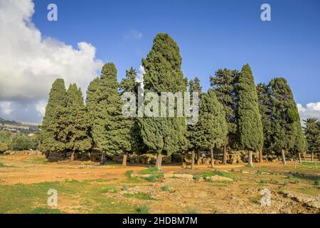 Zypressenhain, archäologischer Park Valle dei Templi (tal der Tempel), Agrigent, Sizilien, Italien Foto Stock