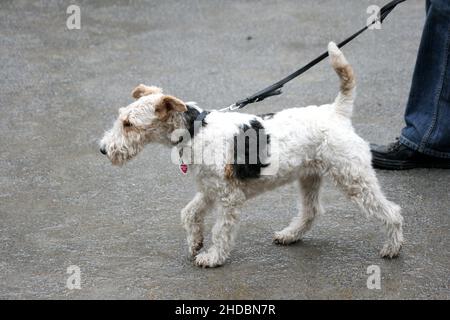 Primo piano di un carino filo di volpe terrier cane a piedi per le strade Foto Stock