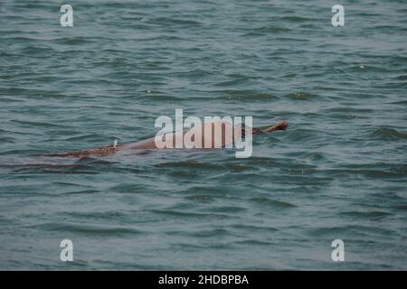 Il delfino Gangetic o il delfino del fiume asiatico del sud-est Foto Stock