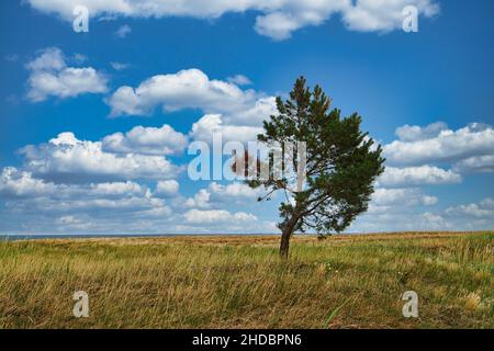 paesaggio girato sulle dune in autunno con albero solitario, drammatico, nuvoloso e ventoso. Foto Stock