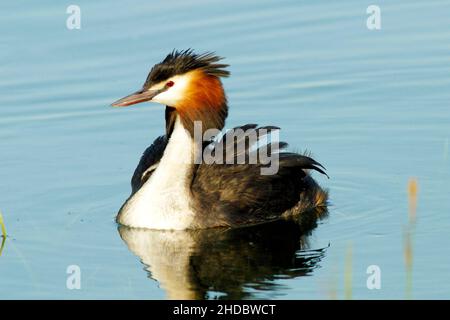 Haubentaucher, Svasso maggiore, Podiceps christatus Foto Stock