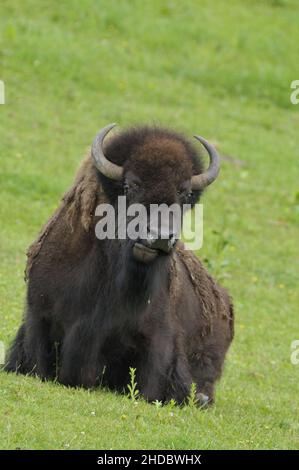 Bison auf einer Weidem (Bos bison), Buffalo, Foto Stock