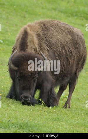 Bison auf einer Weidem (Bos bison), Buffalo, Foto Stock