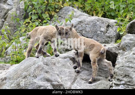 Steinbock, Alpensteinbock, (Capra ibex), (Ibex alpina), Zwei Kitze beim Spielen in einer Felswand, Foto Stock