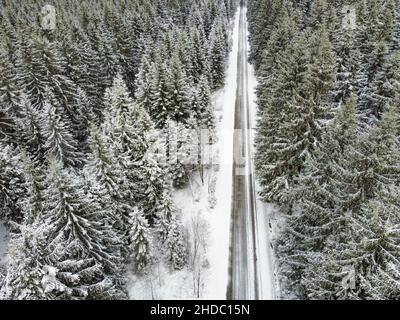 snow covered pine trees in the vogtland mountains Foto Stock