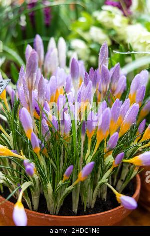 Crocus Fire Fly fiorisce in giardino in primavera Foto Stock