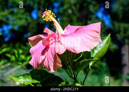 Un delicato grande e vivace fiore di ibisco rosa in un giardino esotico, circondato da foglie verdi, in una giornata estiva soleggiata in Italia Foto Stock