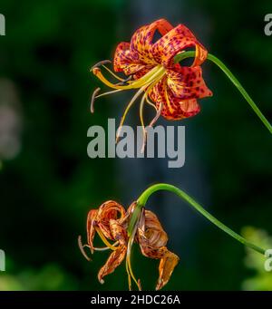 Grande fiore di giglio della tigre arancione, che cresce nella montagna della Carolina del Nord Foto Stock