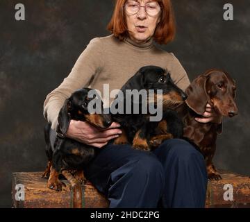 Tre dachshund di tipi diversi si siedono sul grembo della loro padrona Foto Stock