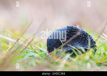 Cenere nero Slug (Limax cinereoniger), seduto nascosto nell'erba a lato del percorso, Molberger dose, bassa Sassonia, Germania Foto Stock