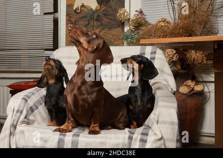 Tre dachshunds di tipi diversi si siedono su una sedia e guardano in una direzione. Foto Stock