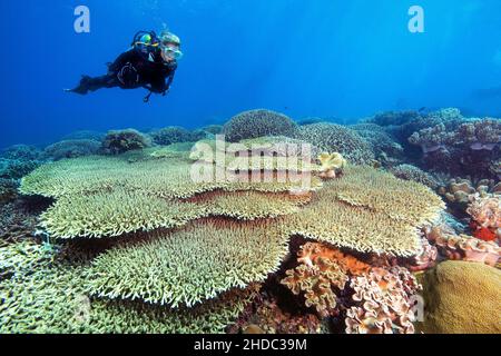 Subacqueo che guarda su immersioni su integro giacinto tavola corallo (Acropora hyacinthus) in vivente barriera corallina, Apo Reef, Dumaguete, Negros, Visayas, Filippine Foto Stock