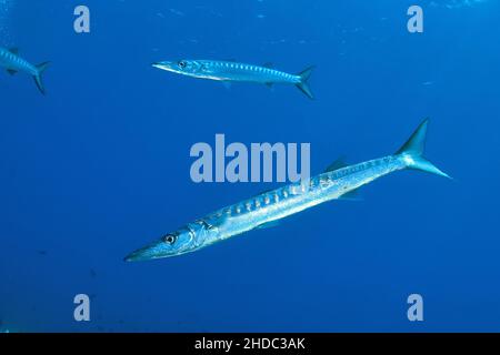 Barracuda europea (Sphyraena sphyraena), Mar Mediterraneo, Sardegna, Italia Foto Stock