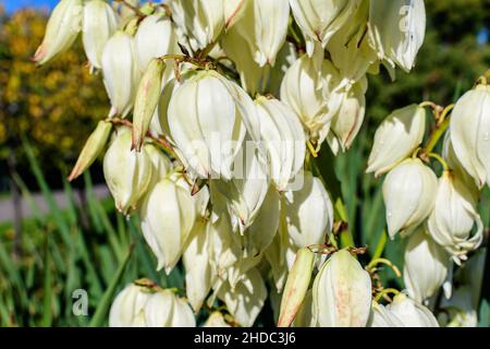 Molti delicati fiori bianchi della pianta di Yucca filamentosa, comunemente conosciuta come ago e filo di Adamo, in un giardino in una giornata estiva soleggiata, bellissimo outdo Foto Stock