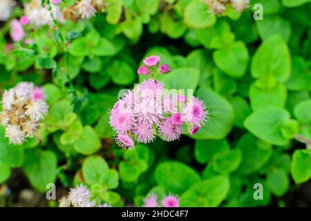 Grande gruppo di fiori rosa e bianchi di Ageratum houstonianum pianta comunemente conosciuta come lossflower, bluemink, blueweed o Pittbrush messicano in un gar Foto Stock