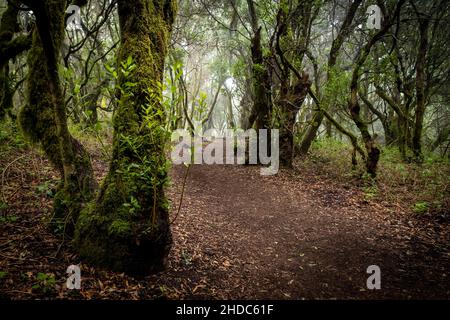 Sentiero escursionistico attraverso la foresta di alloro, Laurisilva, Monteverde, El Hierro, Isole Canarie, Spagna Foto Stock