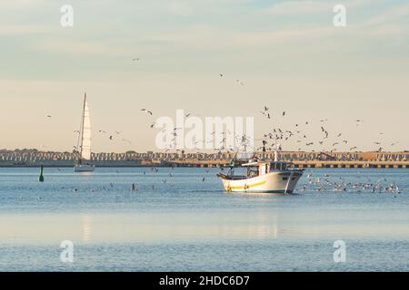 Una vecchia barca da pesca di ritorno dalla pesca entra nel porto al tramonto accompagnato da un gregge di gabbiani. Con barca a vela sullo sfondo Foto Stock