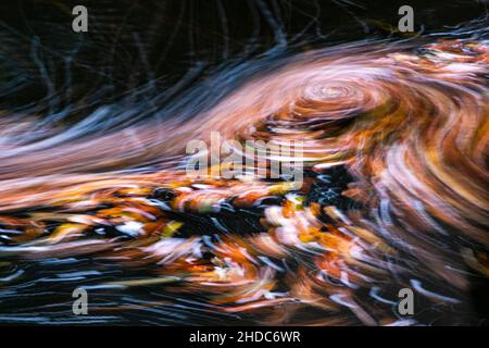 Foglie nel fiume Bode nel Harz autunnale, lunga esposizione, astratto, Bodetal, Thale, Sassonia-Anhalt, Germania, Europa Foto Stock