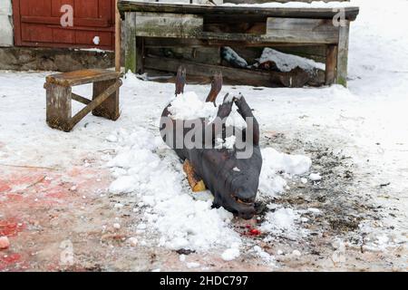 Maiale morto a bordo all'aperto preparare il cuoco. Illuminazione stradale, maiale carcassa, macellazione è stata effettuata, la pelle dell'animale è offesa dal fuoco t Foto Stock