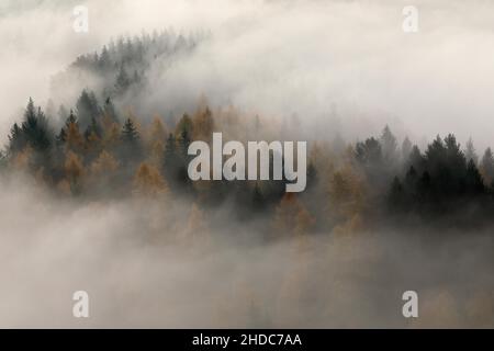 Nebbia su una foresta mista con spruces (Pinaceae), e larici (Larix), Inzigkofen, Parco Naturale dell'Alto Danubio, Baden-Wuerttemberg, Germania Foto Stock