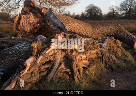 grande albero caduto lasciato a decadere Foto Stock