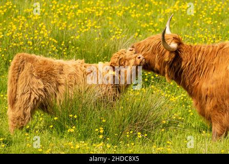 Mucca e vitello delle Highland nel campo delle farfalle, Scozia, Regno Unito Foto Stock
