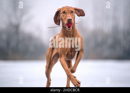 Magyar Vizsla si aggirava sul lago ghiacciato con una piccola palla rossa in bocca. Il cane è ben addestrato e ha un bel cappotto marrone chiaro Foto Stock