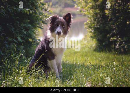 Bianco scuro bordo marrone collie con un orecchio piegato si siede sul bordo di un lago nel mezzo della natura verde. Il cane guarda verso la telecamera. Verticale Foto Stock